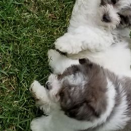 Aussiedoodle and Miniature American Shepherd Puppies from Rosewood Companions