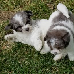 Aussiedoodle and Miniature American Shepherd Puppies from Rosewood Companions