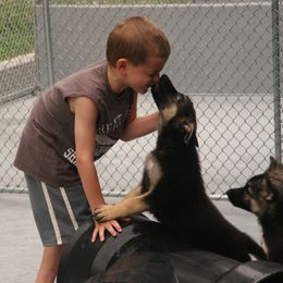 Shiloh Shepherd Puppies from Solace Shilohs