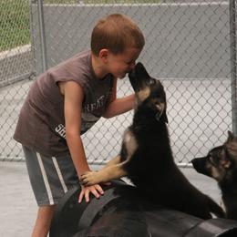 Shiloh Shepherd Puppies from Solace Shilohs