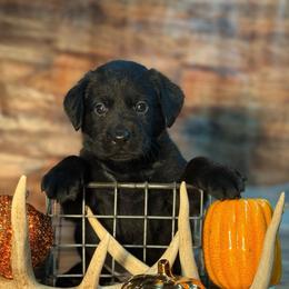 Hamm - Black male Labrador Retriever puppy in Isle, Minnesota from Dog Ear Outfitters