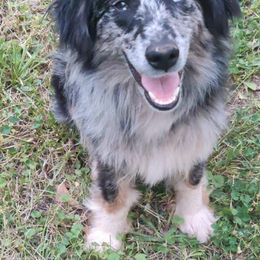 Australian Shepherd All Grown Up from Supernatural Aussies