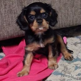 Coco - Black and tan male Cavalier King Charles Spaniel puppy in West Plains, Missouri from God's Designs Cavaliers