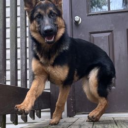 German Shepherd Puppies from Aus Gerstbrei German Shepherds