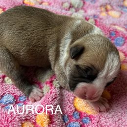 Aurora - American Staffordshire Terrier puppy from Josiah Carter