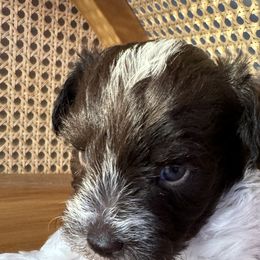 Miniature Schnauzer Puppies from Miniature Schnauzer Paradise llc
