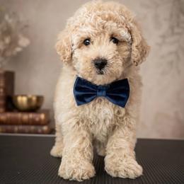Teddy - Parti male Maltipoo puppy in Charles City, Virginia from Historic triangle doodles Charles City, Virginia