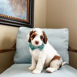 Basil - Tri-color male Australian Labradoodle puppy in Orlando, Florida from Delano Australian Labradoodles