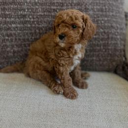 Cavapoo Puppies from cavapoo idaho