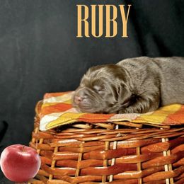 Ruby - Brown female Newfoundland puppy in Tully, New York from Bear Paw Newfoundlands