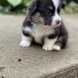 Pembroke Welsh Corgi Puppies from A&A’s Adorable Corgis