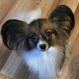 Diva - Papillon