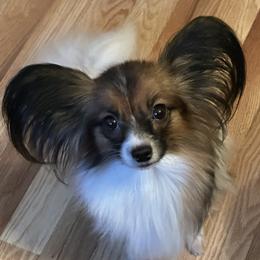 Diva - Papillon