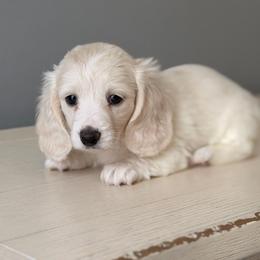 Baliska - Cream female Dachshund puppy in Martinsville, Virginia from Ana’s Beautiful Doxies