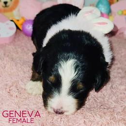 Geneva - Tri-color female Bernedoodle puppy in Beecher, Illinois from Erica’s Doodles