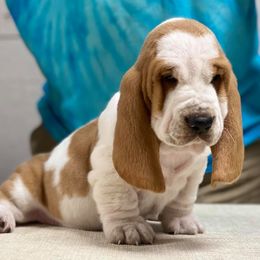 Basset Hounds from Basset Bottom Bassets