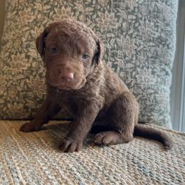 Kota - Brown male Chesapeake Bay Retriever puppy in Ulen, Minnesota from North Wind Gundogs