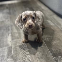 Sweetie girl - Chocolate and tan female Dachshund puppy in Nederland, Texas from M & M Pups