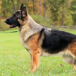 German Shepherds from Encore German Shepherds