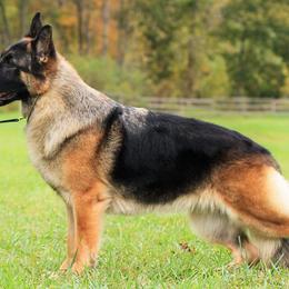 German Shepherds from Encore German Shepherds