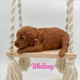 Whitney - Red  female Goldendoodle puppy in Wooster, Ohio from Cynology Doodles