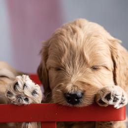 Bernedoodles and Goldendoodles from Edmond Doodles, LLC