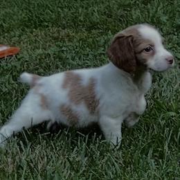 Krystal girl 3 - Orange and white female Brittany puppy in Floyd Knobs, Indiana from Cross Creek Brittanys