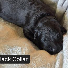 Black Collar - Black male German Shepherd puppy in Sumner, Iowa from Vom Wilke Kennels