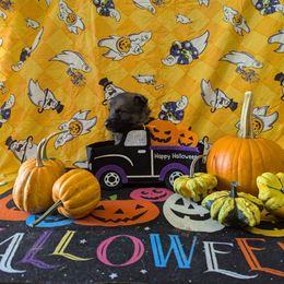 Orange male - Sable male German Shepherd puppy in Springfield, Ohio from Freeze Farms