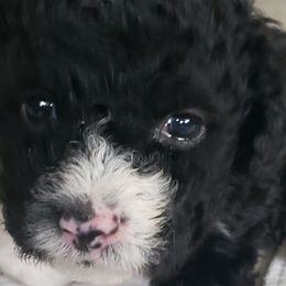 Benicio (Beni) - Spanish Water Dog puppy from The Woolly Dog Ranch