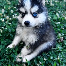 Reign - Black and white male Pomsky puppy in Bolton, Connecticut from Elle Pomsky