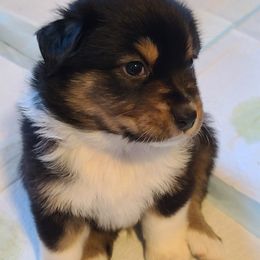Australian Shepherd Puppies from Triple M Aussies