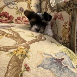 Butter Bean - Black tan and white female Biewer Terrier puppy in Lynchburg, Virginia from Kilmaren Cavaliers and Born in the USA Biewer Terriers