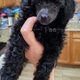 Black Betty - Black female Poodle puppy in Coolidge, Arizona from Effervescent-Pooches