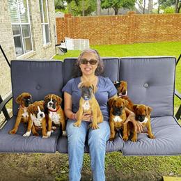 Boxer and French Bulldog Puppies from Doggoland