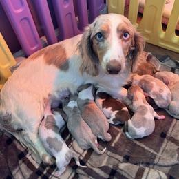 Nana - Dachshund