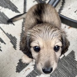 Cinnamon - Chocolate and tan female Dachshund puppy in Myrtle Beach, South Carolina from Vicki Bardos' Dachshunds