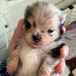 Zia - Blue merle female Pomeranian puppy in North Port, Florida from West Coast Diva Pupz