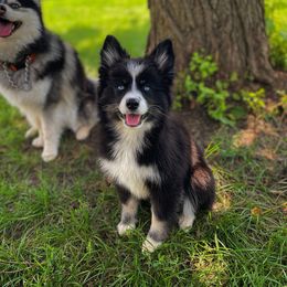 Nami - Tri-color female Pomsky puppy in Campton Hills, Illinois from Urban Miracle’s