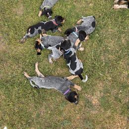 Bluetick Coonhound Puppies from Candra Bessent