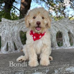 BONDI - male Australian Mountain Doodle puppy in Bristow, Oklahoma from 10-Acre Woods Cockapoos