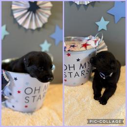 Light Purple K von Charry - Black female German Shepherd puppy in Midway, Kentucky from Von Charry German Shepherd’s