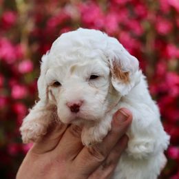 King William - White male Cavapoo puppy in Mouth Of Wilson, Virginia from HoneyBunn Doodle Co.