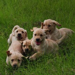 Labrador Retriever Puppies from Southern Oak Kennels - North