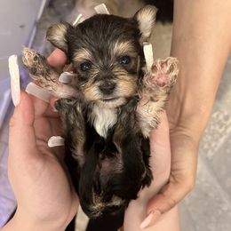 Teacup - Morkie