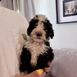 Coco - Black and white male Bernedoodle puppy in Moreno Valley, California from Ayy_Doodles