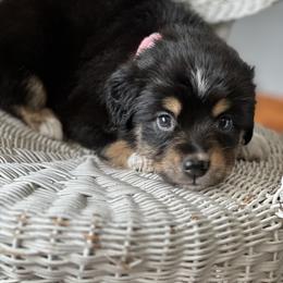 Miniature Australian Shepherd Puppies from JW Ranch