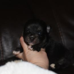Basil - Wolf sable male Pomsky puppy in Coos Bay, Oregon from Ocean View Pomskies