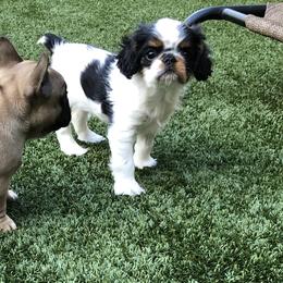 English Toy Spaniels and French Bulldogs from Renaissance French Bulldogs and English Toy Spaniels