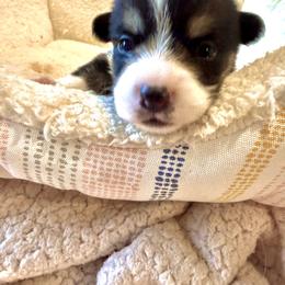 Boy 3 - male Pembroke Welsh Corgi puppy in Delray Beach, Florida from Holly's Pembroke Welsh Corgis